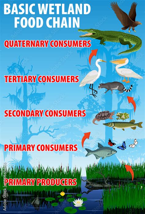 Food Chains Webs Wetlands Hot Sex Picture