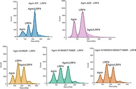 Structural Insights Into The Assembly Of The Agrin Lrp Musk Signaling