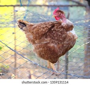 Brown Transylvanian Naked Neck Chicken Breed Stock Photo 1359131114