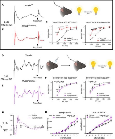 Jci Insight Catalytic Isoforms Of Activated Protein Kinase