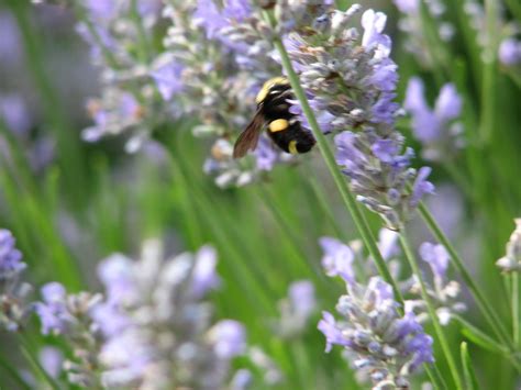 Lavender Bee Nomadic Lana Flickr