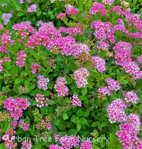 Spiraea japonica 'Little Princess' | Urban Tree Farm Nursery
