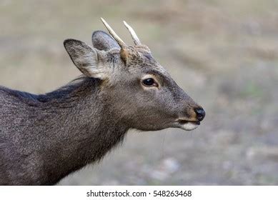 Sika Deer Nara Park Japan Stock Photo 548263468 | Shutterstock