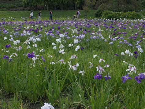 10 Best Iris Gardens To Visit In Japan Kyuhoshi