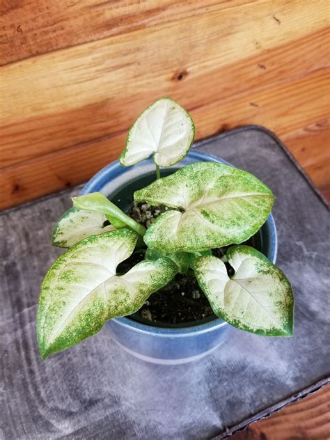 Syngonium Panda Galaxy 4 Plant — The Plant Farm®