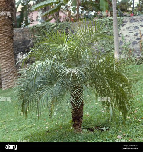 Phoenix Roebelenii Agm Miniature Date Palm Pal019897 Stock Photo Alamy