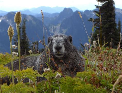 Hoary Marmots of Montana (Montana Gold Claims)