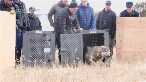 First Calf Killed By Wolves Since Colorado Reintroduction | Drovers