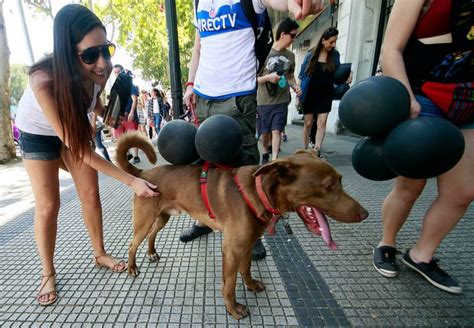 Ley Cholito queda lista para ser promulgada luego de tercer trámite