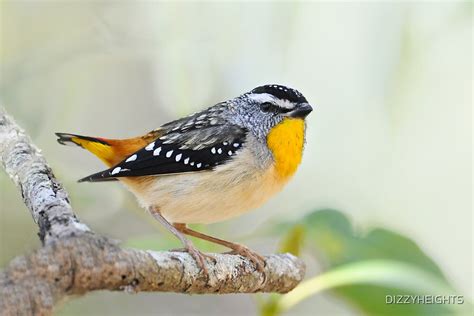 Spotted Pardalote Gold Coast Australia By Dizzyheights Redbubble