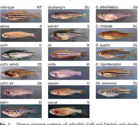 Figure From Sex Specific Perceptual Spaces For A Vertebrate Basal Social Aggregative Behavior