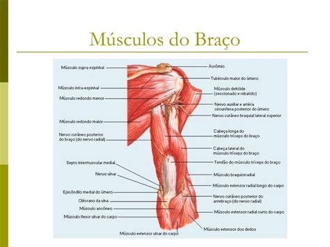 M Sculos Dos Membros Superiores E Plexo