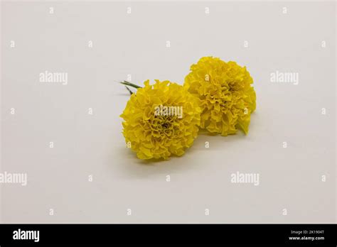 Yellow marigolds isolated on white background Stock Photo - Alamy