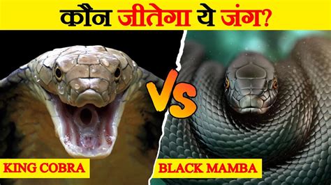 Black Mamba Vs King Cobra Fight