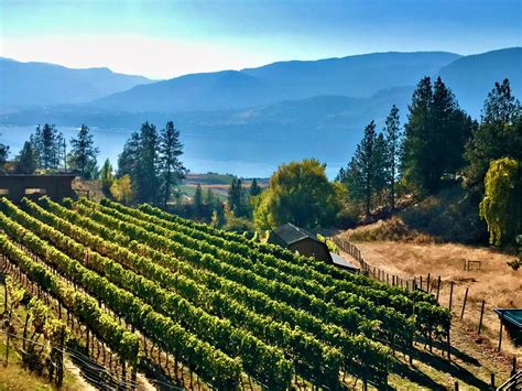 Okanagan Vintners In Need Of Help After Devastating Cold Snap Chambers