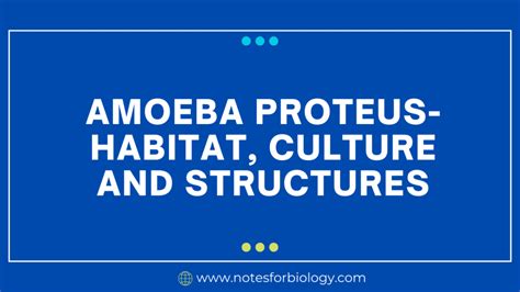 Amoeba proteus- Habitat, Culture and Structures