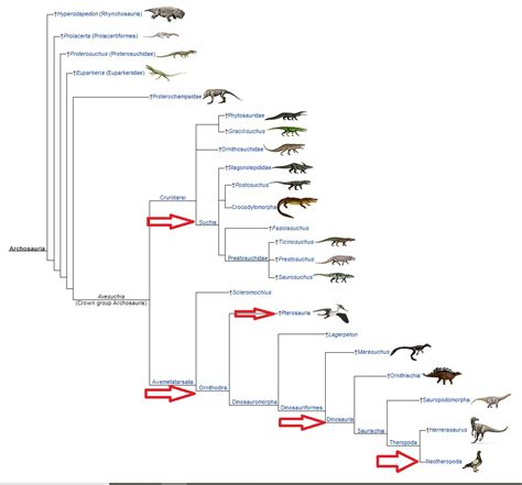 Phylogenetische Systematik Teil 3 Stammbaum Des Lebens Darwinator