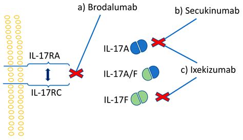 Ijms Free Full Text Th17 Cells And The Il 23il 17 Axis In The