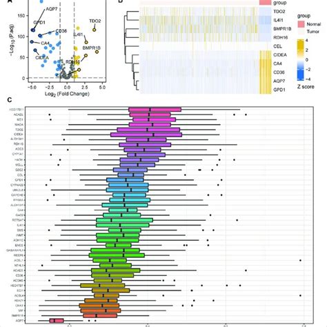 Differentially Expressed Genes Degs Related To Fatty Acid Metabolism