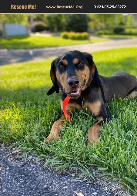 ADOPT 21052500272 Black And Tan Coonhound Rescue Blaine MN