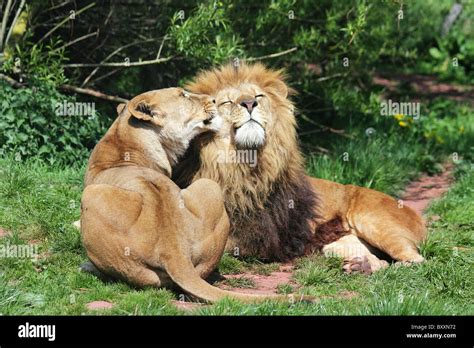 Top 64 Imagen Imagenes De Parejas De Leones Enamorados Abzlocal Mx