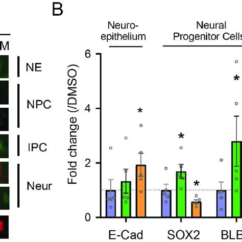 Gsk Inhibition By Chir Affects Neuronal Differentiation Of