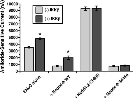 IKK Dependent Regulation Of ENaC Requires Functional Nedd4 2 And