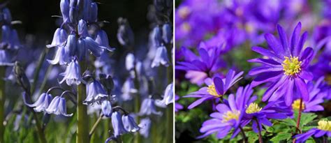 Bulbi Di Fiori Pluriennali Li Pianti Una Volta E Orto Weblog