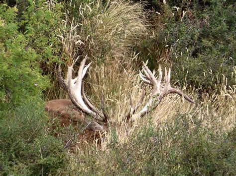 Red Stag New Zealand Safaris