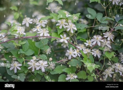 White Clematis Paul Farges Blossom Stock Photo Alamy