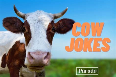 101 Funny Cow Jokes To A Moooo Se You Parade