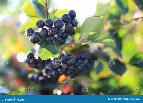 Chokeberry stock image. Image of melanocarpa, orchard - 76933335