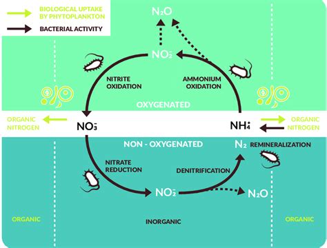 Nitrogen Cycle Labelled Diagram