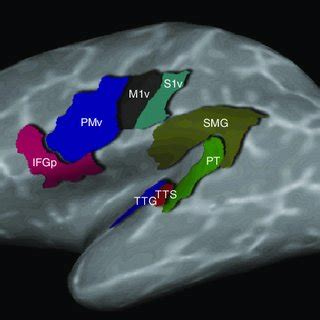 Anatomical Regions Of Interest ROIs In The Current Study Shown On