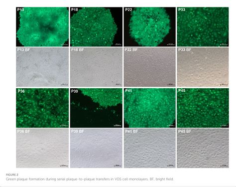 Figure 2 From Genomic Profile Of EGFP Expressing Canine Distemper Virus