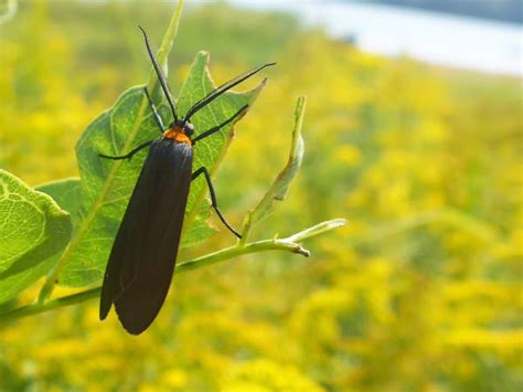 Virginia Ctenucha Moth Project Noah