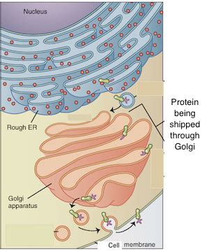 Rough ER Protein Synthesis | Study.com