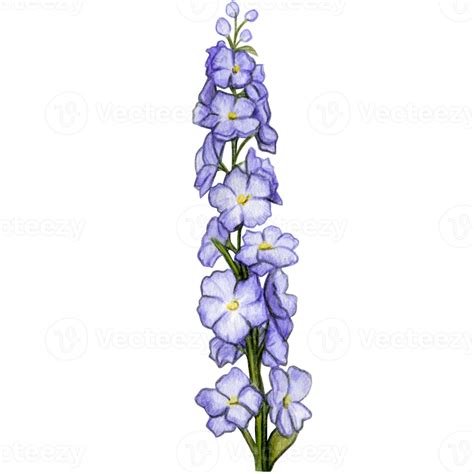 Watercolor Hand Drawn Delphinium Flower Branch Png