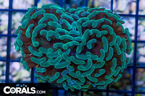 BIG Branching Hammer Frag Australia GREEN Corals