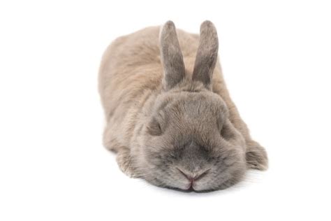 14 Rabbit Sleeping Positions And Their Meanings With Pictures Hepper