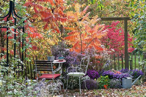 Sitzplatz Im Herbstgarten Mit Astern Und Bild Kaufen 12597279