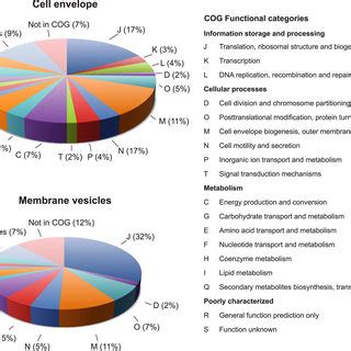 Functional Classification Of Proteins Identified In Gc Cell Envelope