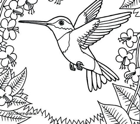 Free Printable Hummingbird Coloring Pages Sketch Coloring Page