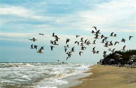 Bandada De Gaviotas Volando Sobre El Mar Gaviotas Volando Volar