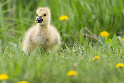 Canadian Goose Gosling - Birds and Blooms