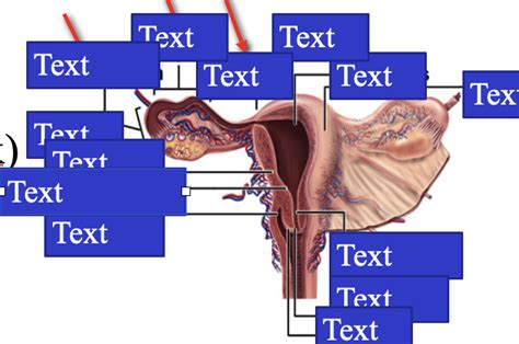 Uterine Of Fallopian Tubes Diagram Quizlet