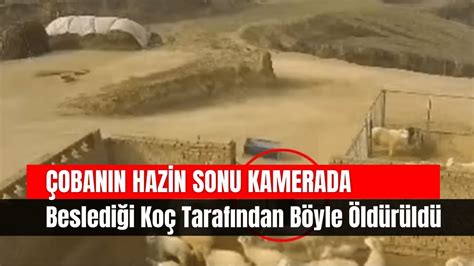 Çobanın Hazin Sonu Kamerada Beslediği Koç Tarafından Böyle Öldürüldü