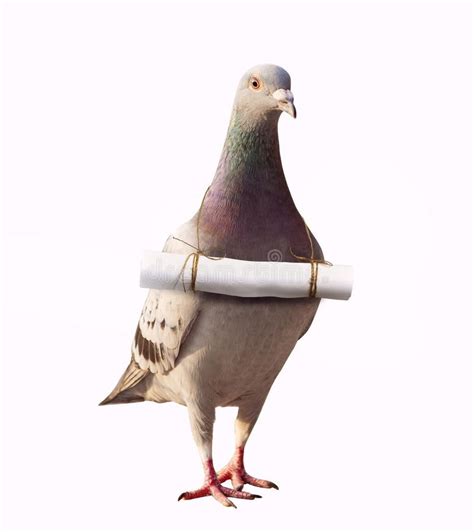 Pigeon Bird with Papoer Letter Message on Neck