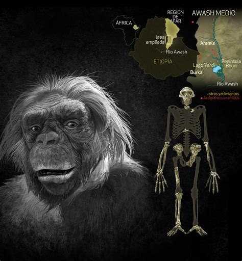 97 best 3-Ardipithecus ramidus images on Pinterest | Anthropologie ...