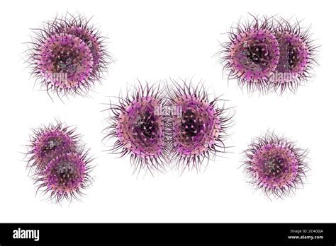 Bactéries De Méningite Neisseria Meningitidis Illustration Informatique N Meningitidis Sont